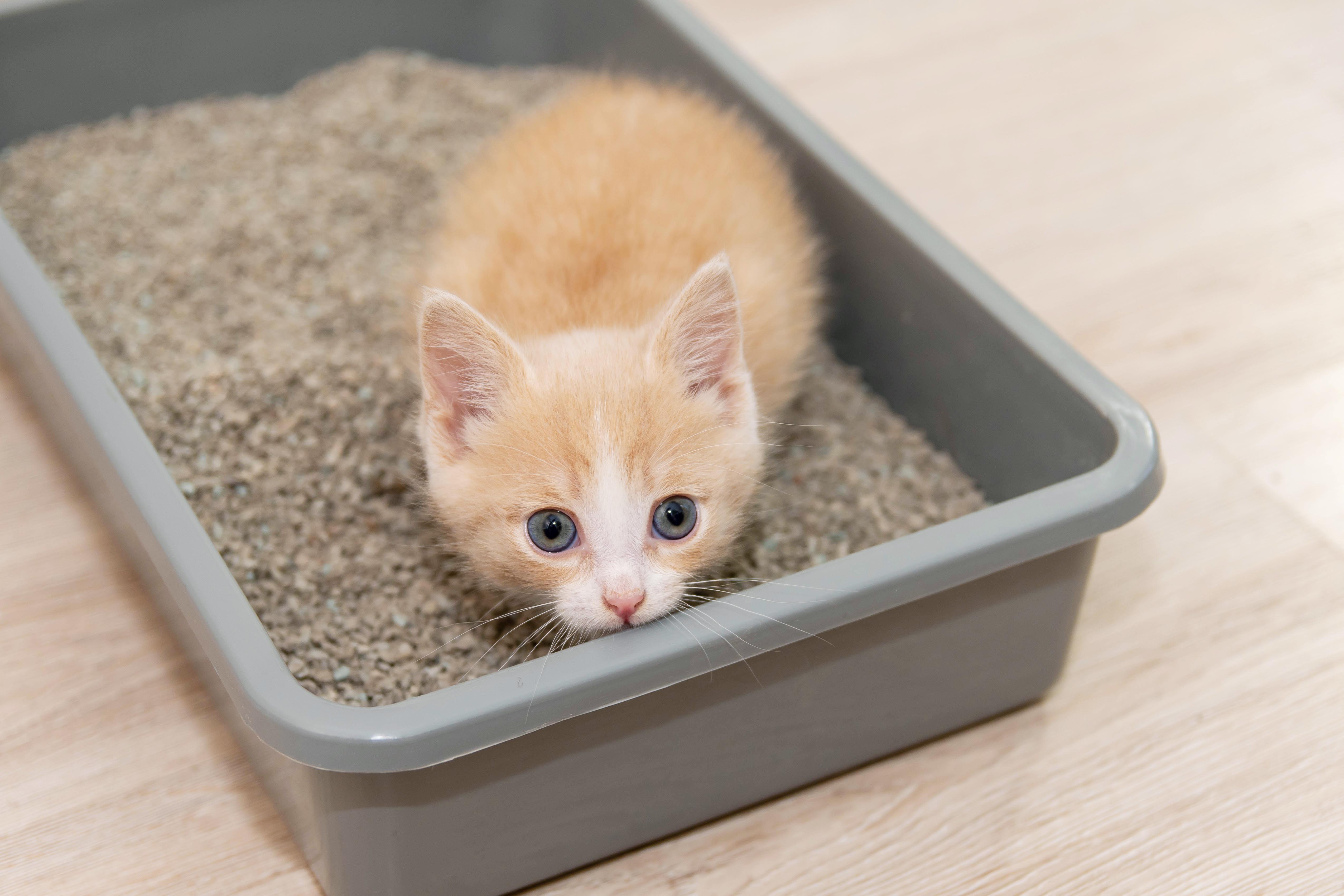 HARITSONS Diatomaceous Earth:
Cat Litter Granules
