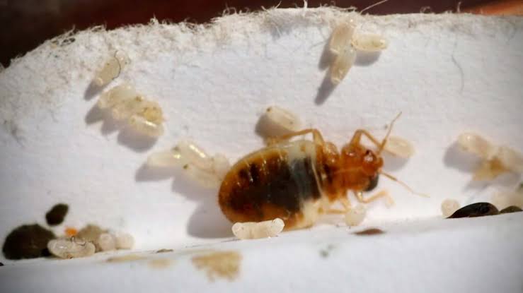 HARITSONS Diatomaceous Earth:
Organic Pesticide for Bed Bugs